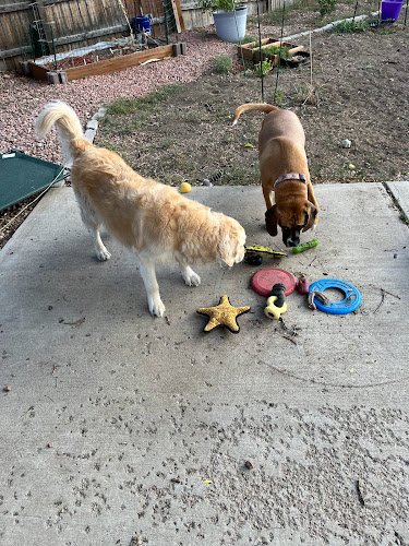 Dog day care in Colorado Lion Heart Dog Care