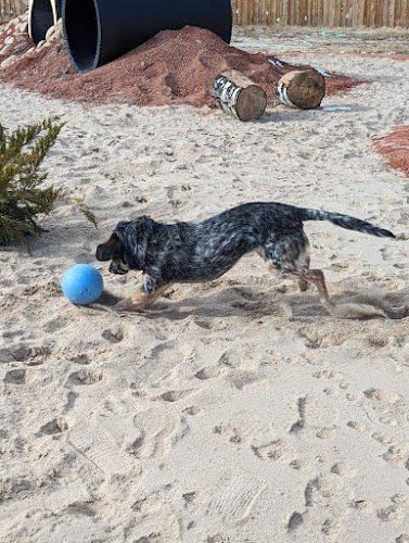 Dog day care in Colorado Springs Colorado Pinecone Pups