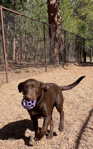 Dog day care in Colorado Springs Colorado Pup Club Colorado