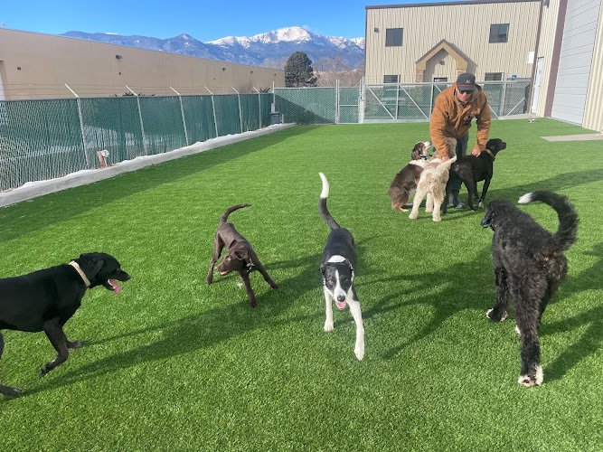 Dog day care in Colorado Springs Colorado Woofland Play Stay