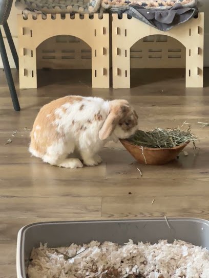 Dog day care in Coral Gables Florida Bear Bunny Co  1