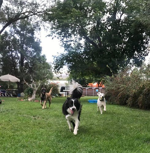 Dog day care in Craig Colorado Home Away From Home