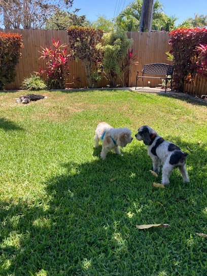 Dog day care in Cutler Bay Florida DOG BOARDING   PET SITTER   JR DOG HOTEL 1
