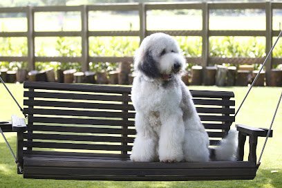 Dog day care in Davie Florida Bruno Happy Dogs 1