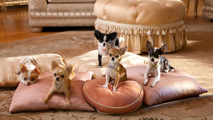 Dog day care in Davie Florida Royalty Pets 1