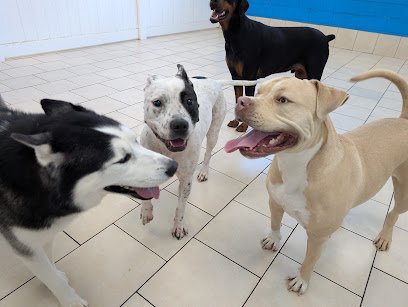 Dog day care in DeLand Florida Hounds Town Deland 1