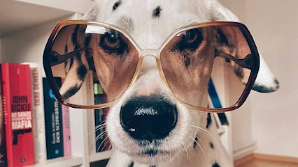 Dog day care in Deerfield Beach Florida Dogstown University 1