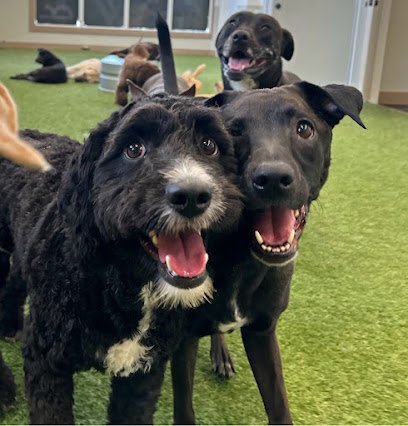 Dog day care in Delray Beach Florida Wanderlust Dogs Delray Beach 1