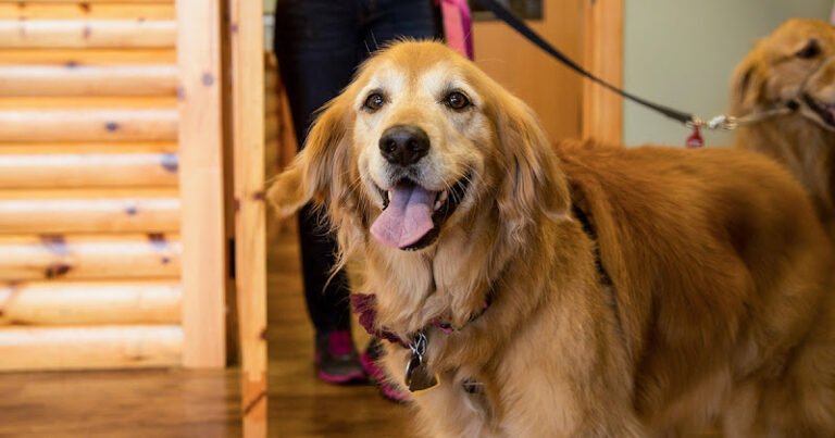 Dog day care in Denver Colorado Camp Bow Wow Denver Central 768x403