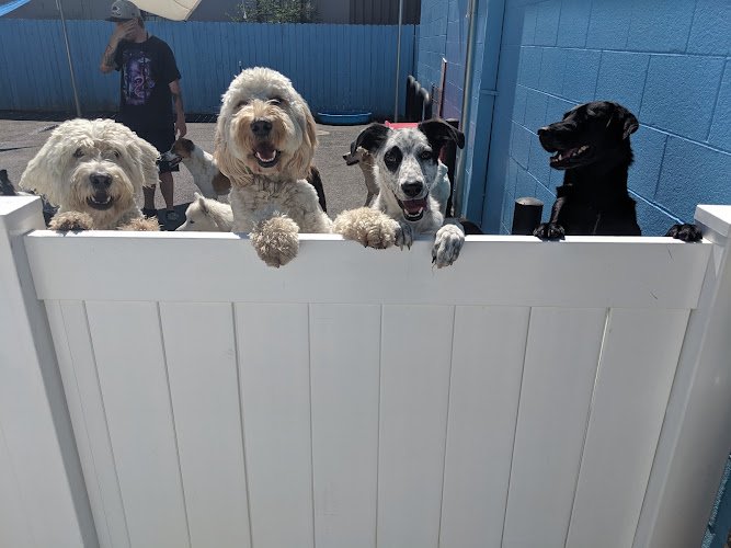 Dog day care in Denver Colorado Doggie Pause