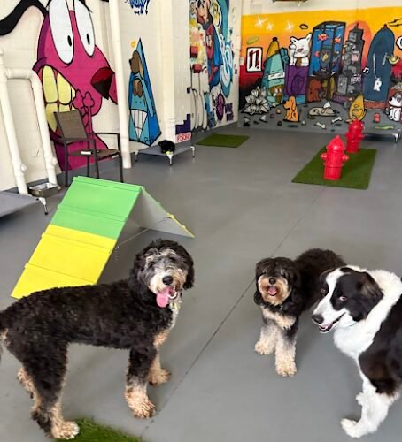 Dog day care in Denver Colorado HomeDog