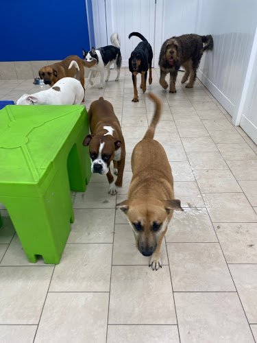 Dog day care in Denver Colorado Hounds Town Denver Baker