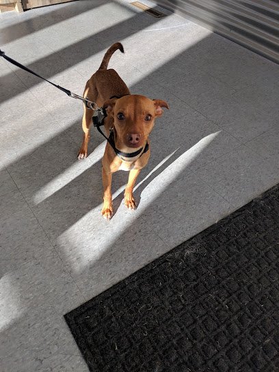 Dog day care in Denver Colorado Playful Pooch Dog Daycare and Boarding