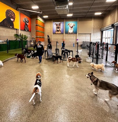 Dog day care in Doral Florida Bark Square 1