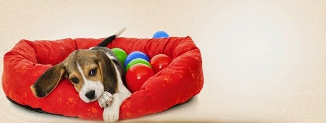 Dog day care in Doral Florida Petspa Grooming Resort Daycare Boutique 1