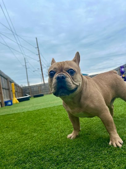 Dog day care in Dover, Delaware - Han Dover Your Rover Dog day care in Dover, Delaware - Han Dover Your Rover