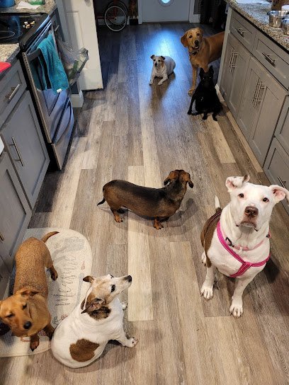 Dog day care in Dunnellon Florida Eddies Doggie Day Care Services 1