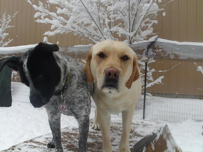 Dog day care in Durango Colorado Healthy Hounds and Fat Cats
