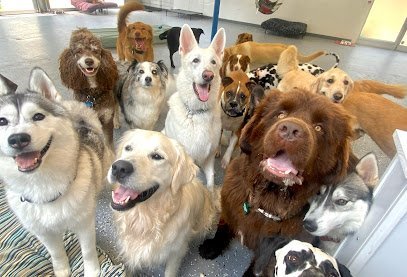 Dog day care in East Hampton Connecticut The Ulti Mutt Academy LLC 1