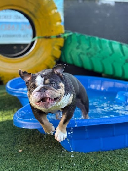 Dog day care in Edgewater Florida Beachtown Dogs 1