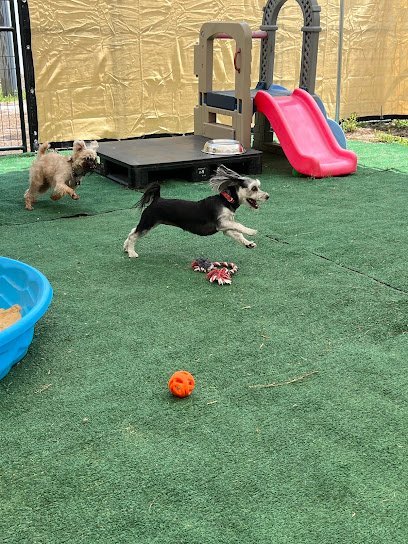 Dog day care in Edgewater Florida Small Paws Relax Inn 1