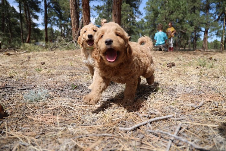 Dog day care in Elbert Colorado Pinnacle K9