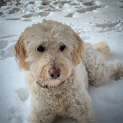 Dog day care in Fairfield Connecticut I Sit. I Stay. Dog Walking and Pet Sitting 1