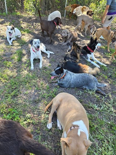 Dog day care in Fern Park Florida Must Love Dogs Dog Daycare and Boarding 1