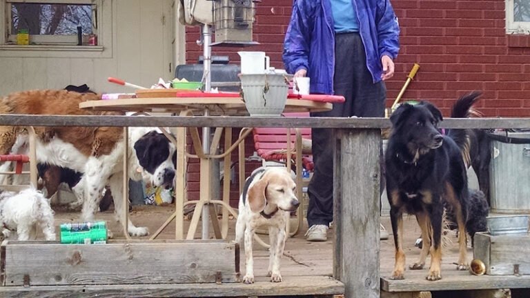 Dog day care in Fort Collins Colorado Dapper Dog Salon and Lazy Dog Ranch 768x432