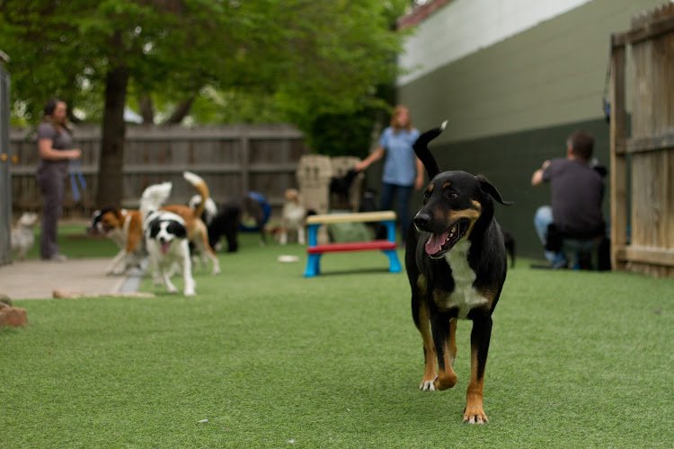 Dog day care in Fort Collins Colorado The Cabins at Aspen Grove