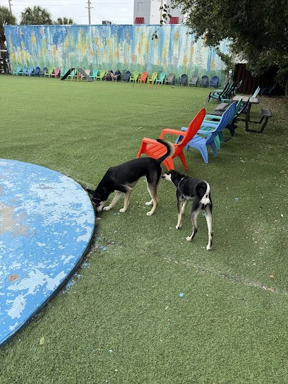 Dog day care in Fort Lauderdale Florida Barkyard n  Brews 1