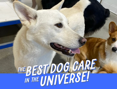Dog day care in Fort Lauderdale Florida Dogdrop Dog Day Care Flagler Village 1