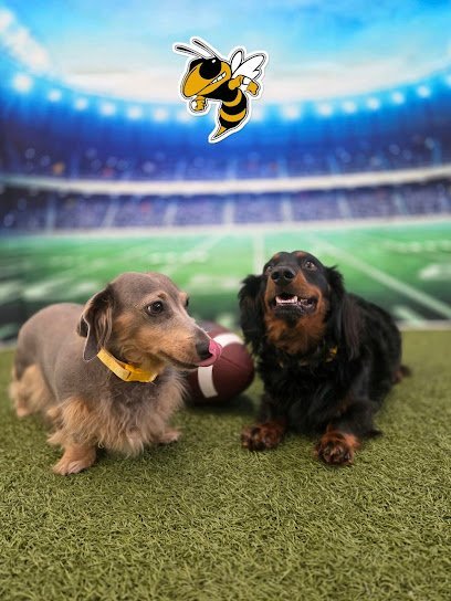 Dog day care in Fort Lauderdale Florida Dogtopia of Fort Lauderdale Northeast 1