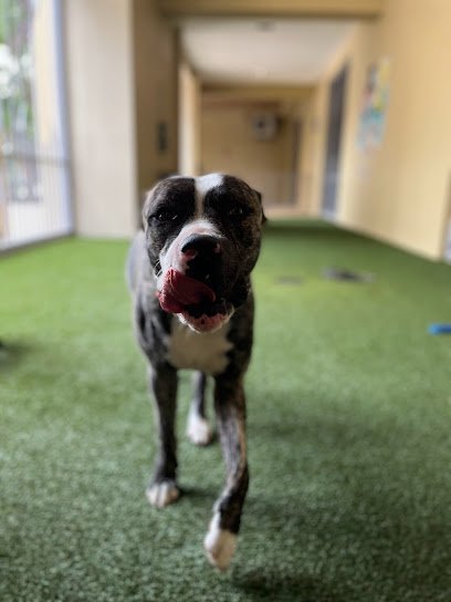 Dog day care in Fort Lauderdale Florida Paw s n Go 1