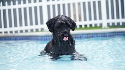 Dog day care in Fort Lauderdale Florida Social Pawz 1