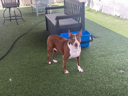 Dog day care in Fort Myers Florida Busters Happy Tails 1