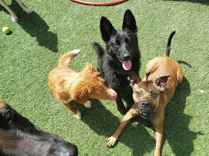 Dog day care in Fort Myers Florida The Dog Resort 1