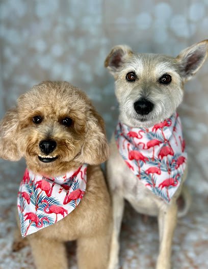 Dog day care in Fort Pierce Florida Essential Paws Island Resort 1