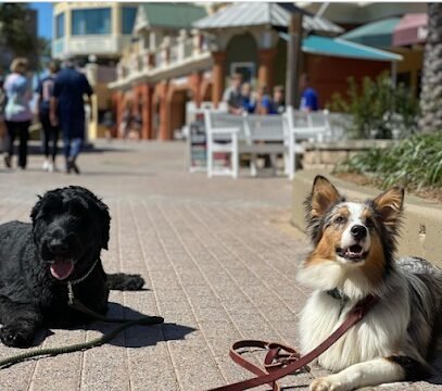 Dog day care in Fort Walton Beach Florida BTS K9 Dog Training and Boarding 1