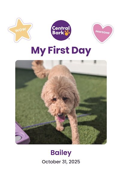 Dog day care in Fort Walton Beach Florida Central Bark Fort Walton Beach 1