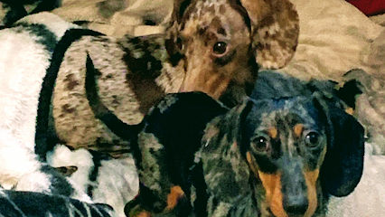 Dog day care in Freeport Florida Wagz Boutiques 1