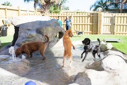 Dog day care in Gainesville Florida Camp Run A Mutt Gainesville 1