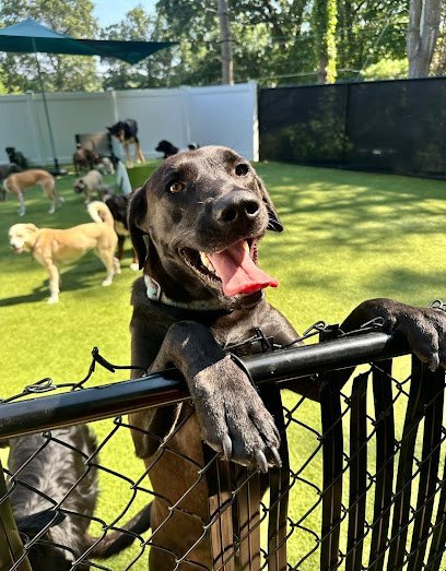 Dog day care in Glastonbury Connecticut Free Range Doggy Daycare and Over night Camp 1