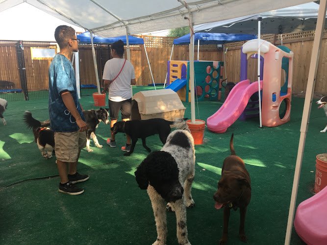 Dog day care in Golden Colorado Rover Retreat