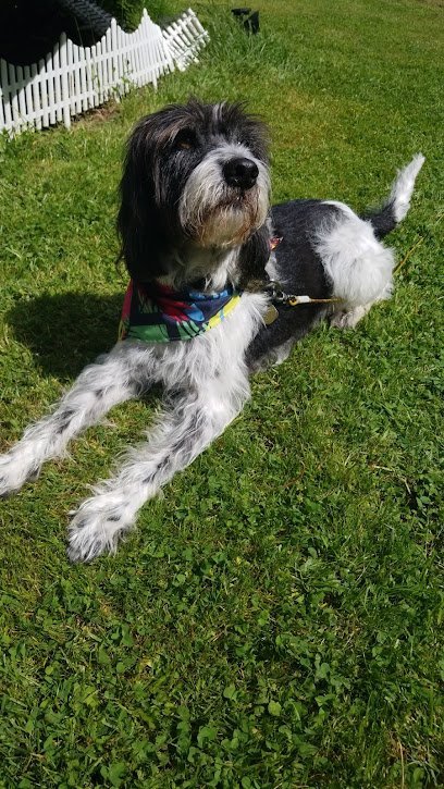 Dog day care in Goshen Connecticut Canine Sports Center 1