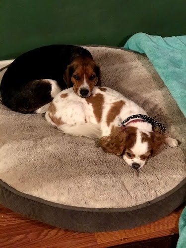 Dog day care in Grand Junction Colorado Fetch Pet Care