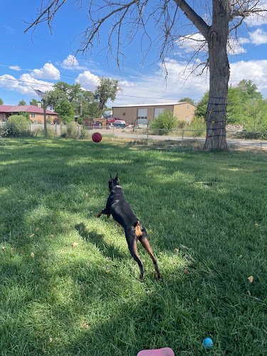 Dog day care in Grand Junction Colorado Gunnison Kennels