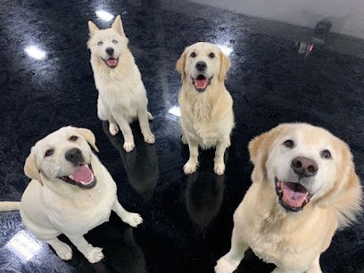 Dog day care in Greenacres Florida INN The Dog House Lake Worth 1