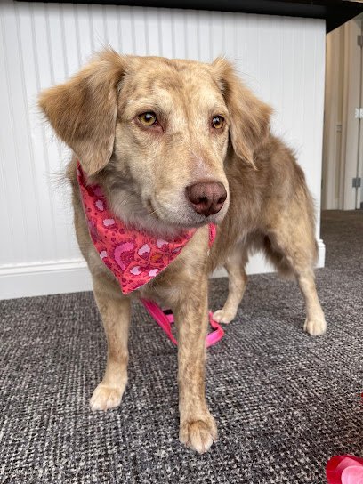 Dog day care in Groton Connecticut Fun. Play. Bark 1