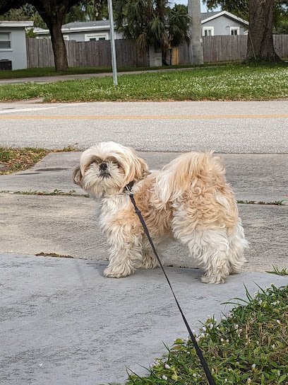Dog day care in Hallandale Beach Florida Keno s Pet Grooming Salon 1